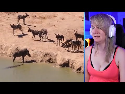 15 Scariest Crocodile Hunting Moments Caught On Camera Part 1 | Pets House