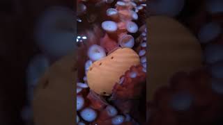 Giant Pacific Octopus vs. Mrs. Potato Head 🥔🐙