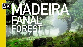 What's Fanal Forest, Madeira Like? Is It The Best Thing To See In Madeira, Portugal 2023