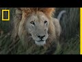 How a New Generation Is Saving Zambia's Lions | National Geographic