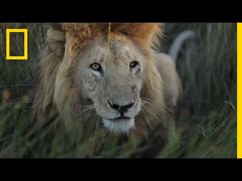 Video: Heeft de Zambiaanse vlag een leeuw erop?