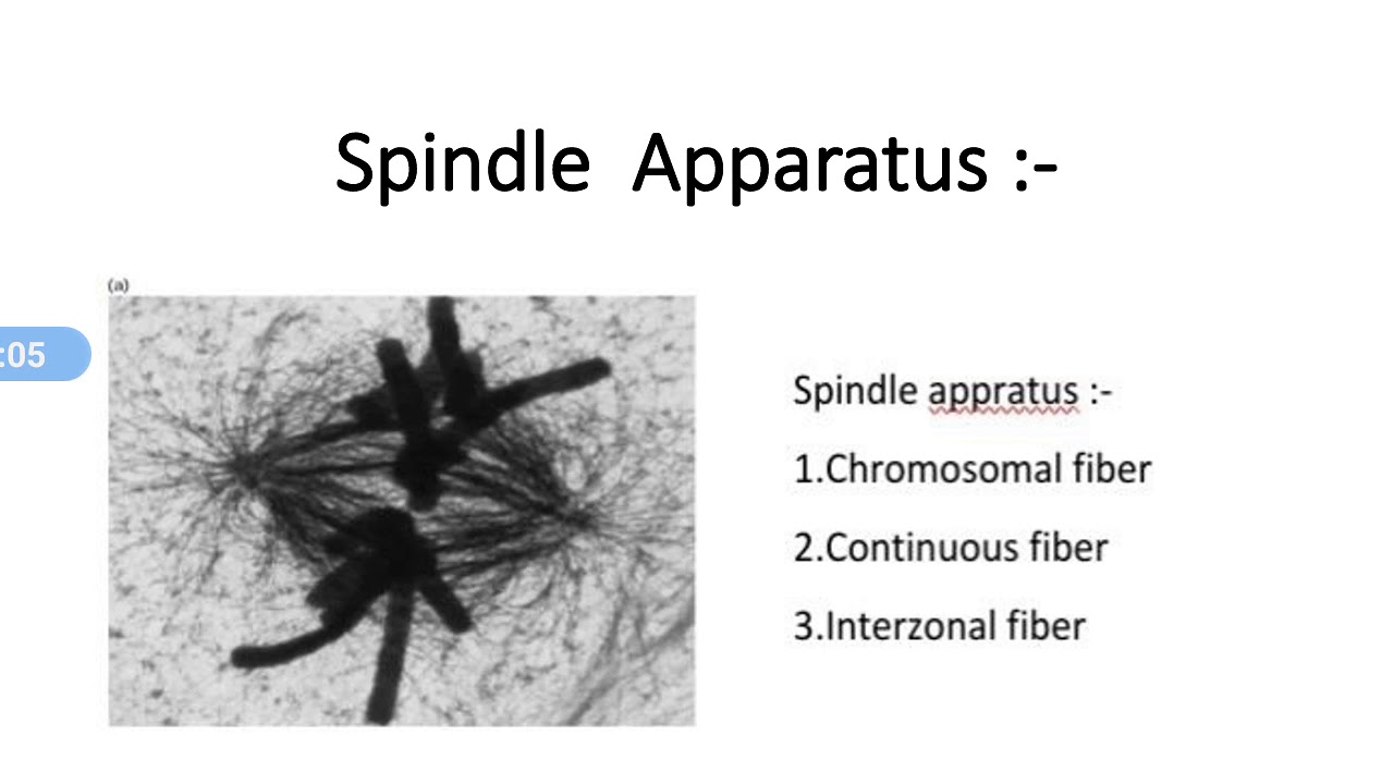 Spindle Apparatus Definition Simple at Samuel Newman blog