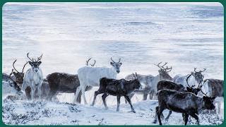 The Impossible Survival Tactics of the Deep Arctic Winter