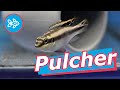 KRIBENSIS · Los peces Pulcher [ CÍCLIDO ENANO AFRICANO ]