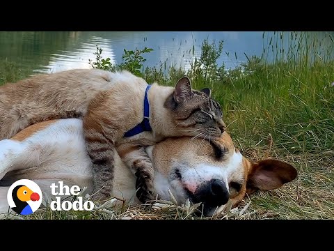 Video: Pet Scoop: Stowaway katė išgyvena 3400 mylių kelionę, kodėl mažesni šunys gyvena ilgiau
