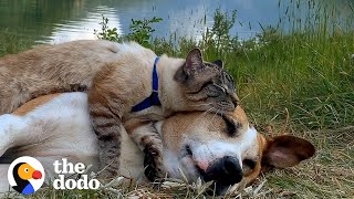 Dog Lets Cat Brother Ride On Him When They Go Hiking | The Dodo