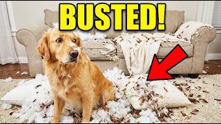 Guiltiest Dogs Caught on Camera 2025 | You Laugh You Lose (Hard Level)