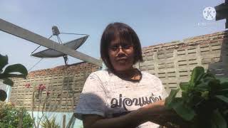 เก็บผักสวนบนดาดฟ้าตึกแถวกลางกรุงเทพฯ