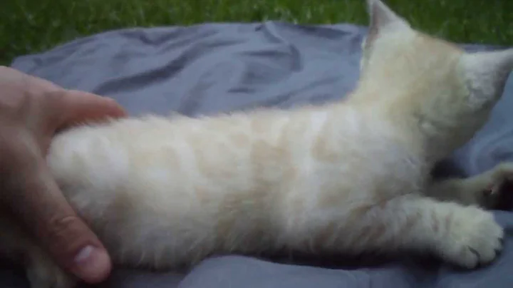 Watch the video about Available Seal Silver Lynx Snow Bengal Female Kitten