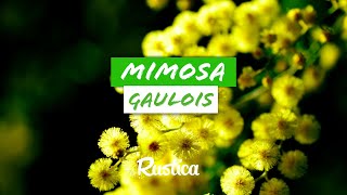 Mimosa 'gaulois', un acacia adapté à la culture en pot