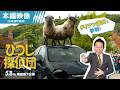 「ひつじ探偵団」日本語吹替版予告映像