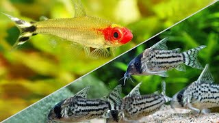 Top 5 Schooling Fish to Help Shy or Aggressive Fish