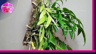 11Mounting Dendrobium aphyllum keikis Orchid update 11 (2019/06)