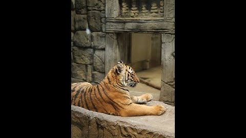 Malayan Tiger Keeper Takeover Part 1