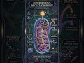 Meet Mr. Mitochondria #biologyclass #cbse #neetugpreparation #neet26 #cbseboard #biology #cbseexam