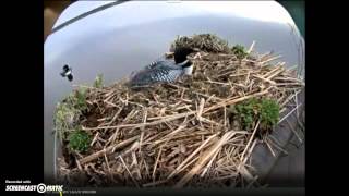 swimming, mating, lots of hooting 05012015 710am