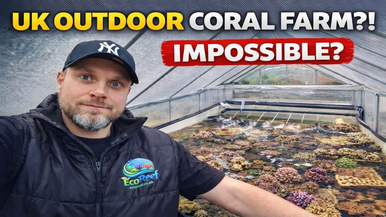 UK Outdoor Marine Coral Farm Growing Corals outdoors