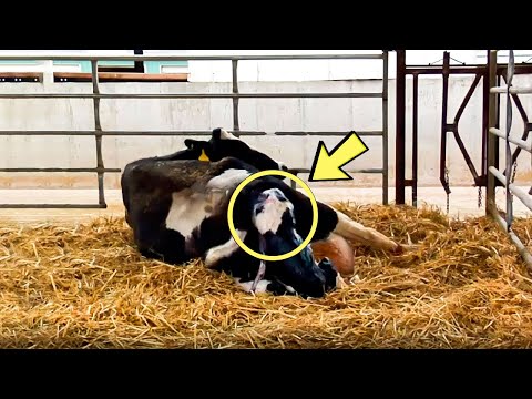 У этого фермера отвисла челюсть, когда он увидел, что родила его корова!
