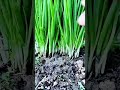 farmers harvest fennel plants #shorts