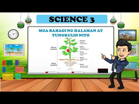 Video: Ano ang layunin ng mga ugat ng halaman?