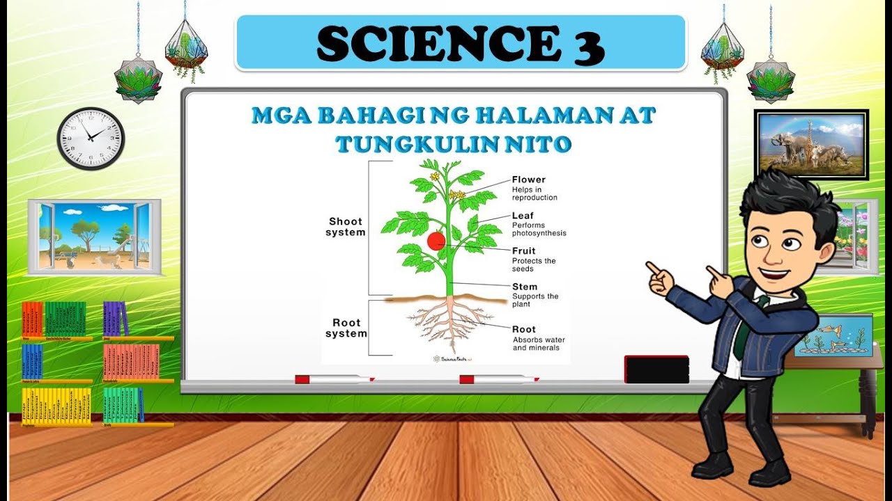 Mga Bahagi ng Halaman at Tungkulin Nito - SCIENCE 3 - QUARTER 2 - - YouTube