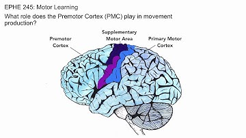 Premotor Cortex