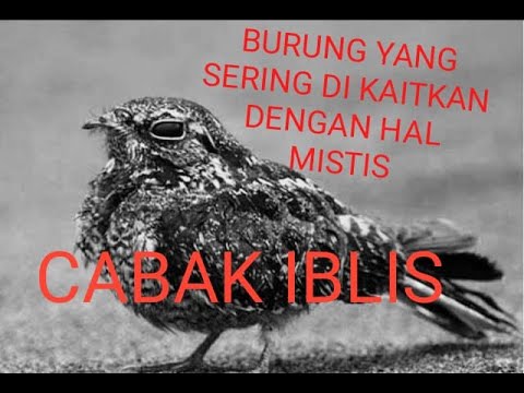BURUNG CABAK IBLIS !!! Suara bikin susah tidur - YouTube