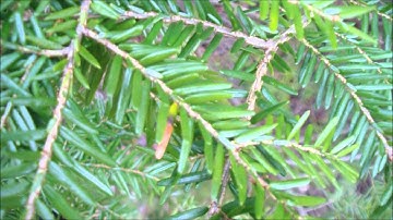 Winter ID (Easy Plants/Trees part 2)