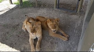 Maggie & Sonja  Rescued Circus Lionesses