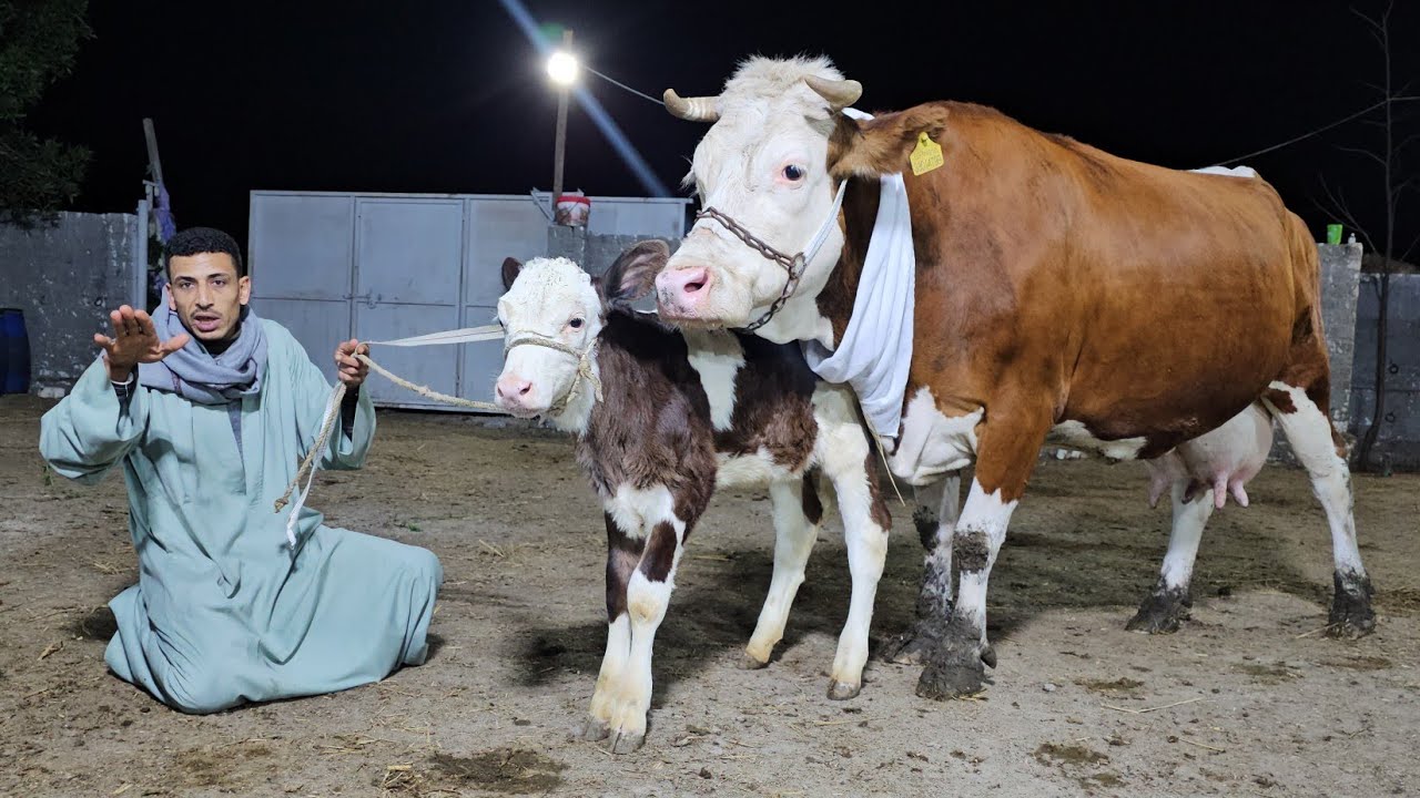 تم العثور على بير لبن هولشتاين وسيمنتال بيور بمزرعه ابو ياسين للتواصل/ 01094241471#بيت_الريف