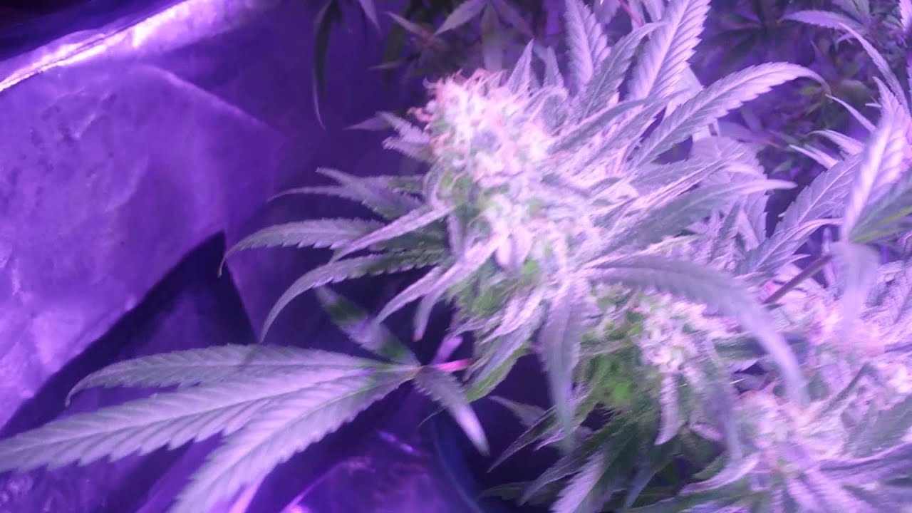 Lemon skunk week 7 lush led lighting