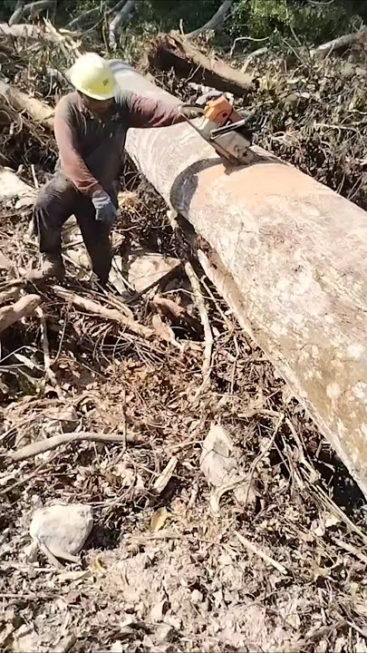 Klanceng nest in the gap of a tree trunk