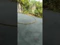 Live highlight