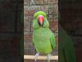 Parrot Video Main Tota Main Tota Song Rhymes Kids Animal Hindi Song Main Mitthu Main Mitthu #song