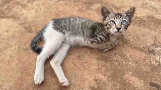 Abandoned Kitten Congenital Defect Lost Two Front Limbs, Just Trying To Survive, I Adopted it !