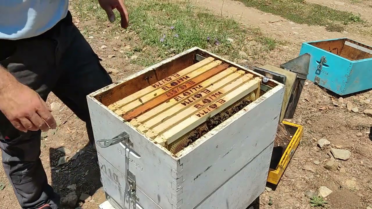 ΤΡΎΓΟΣ ΚΑΣΤΑΝΙΆΣ!!!!