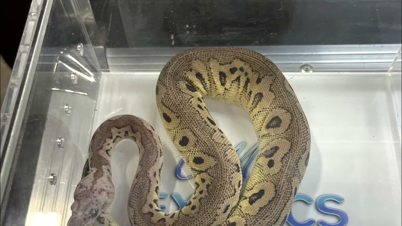 Indianapolis 2022 Reptile Expo YouTube