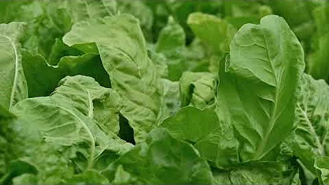 farming is science. process of growing fresh vegetables by Korean scientists.