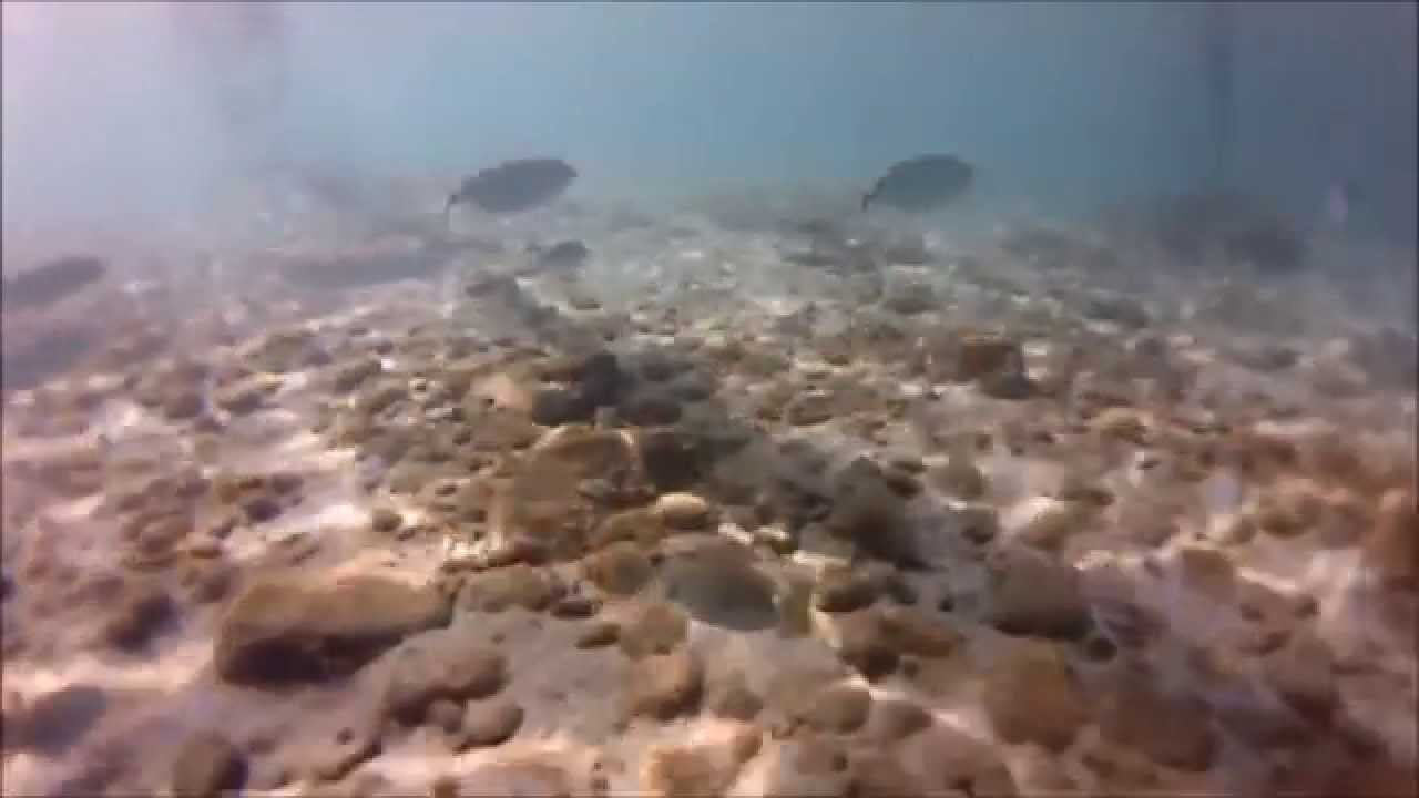 Les poissons de l'Anse Mitan