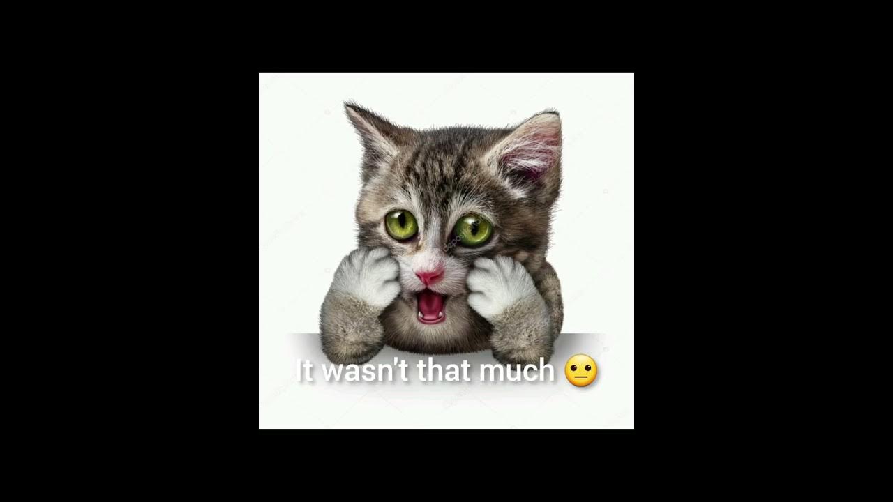 I Swallowed Shampoo meme shorts meme funny cats YouTube