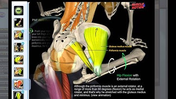 Muscle & Motion | Piriformis Stretch