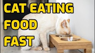 Why Do Cats Eat So Quickly?