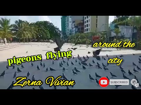 Flocks of pigeons