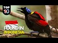 10 UNIQUE Animals ONLY Found in Indonesia 🇮🇩