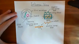 Influenza Virus - Replication Cycle Part 1