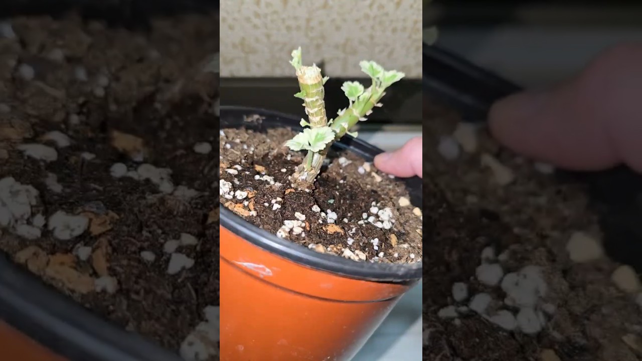 Как бабушка научила, чтобы герань была пышной и цветущей