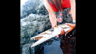 Big and epic barracuda for a big fight ! Seashore / lanzarote / daiwa