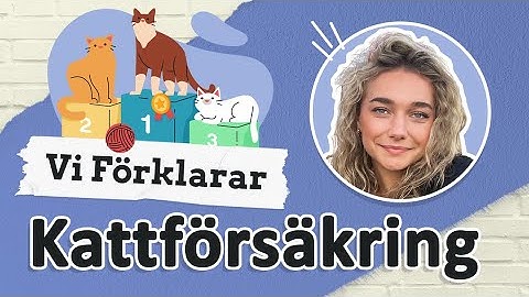 Kattförsäkring - vad är det?