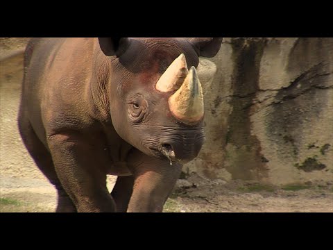 Cincinnati Zoo Partners with Cincinnati Museum Center to Unlock Secrets Found in Rhino DNA