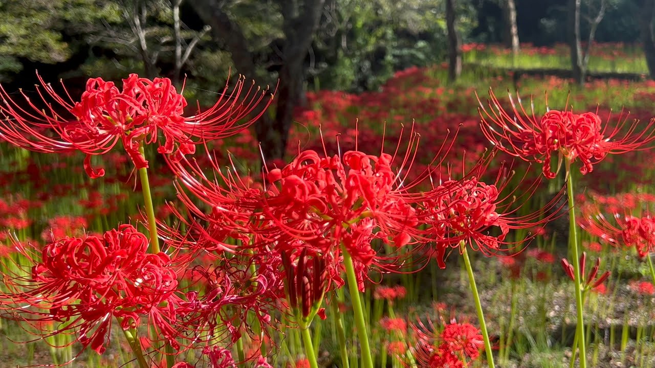 22 09 14 観撮期を迎えた窪野の彼岸花群生地 その５ 愛媛県松山市 Youtube